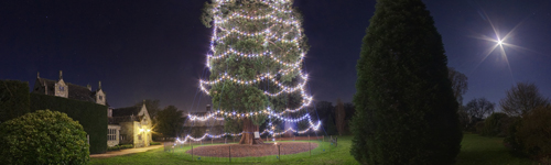 Wakehurst House Christmas Tree, Sussex